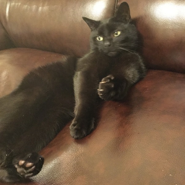What's your DCat up to today? Pt 2