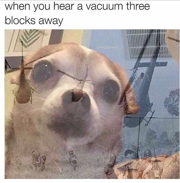 Random shit you dog is scared of