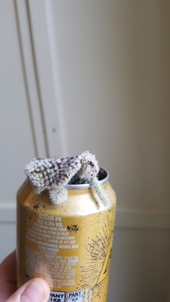 To think I can rescue this cactus?