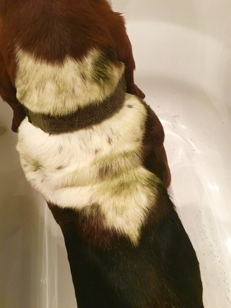 Week 9 - Spring Low Carb Bootcamp - our last fortnight