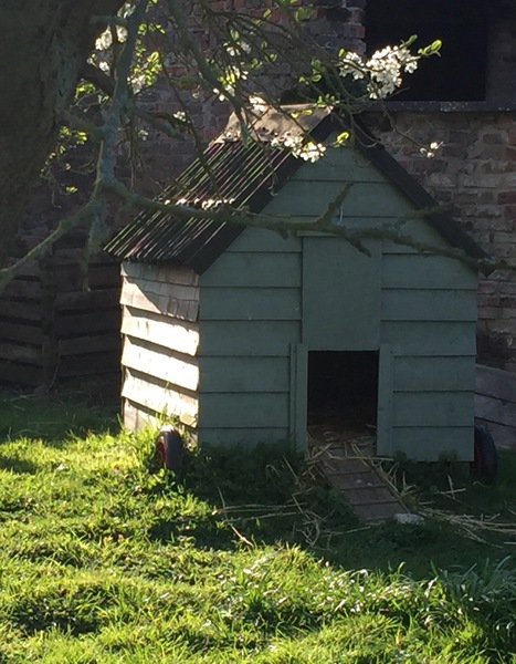 Has anyone built a chicken house?