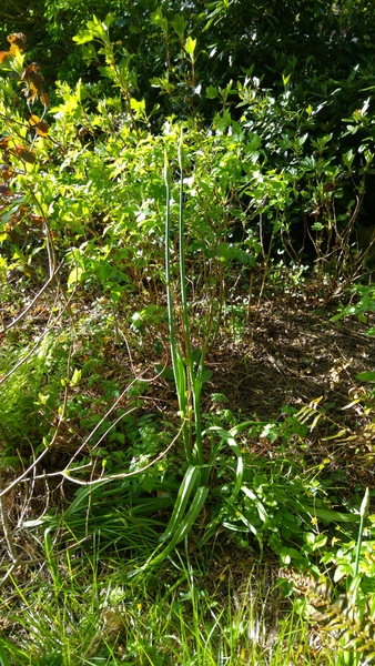 Does anyone know what these are?