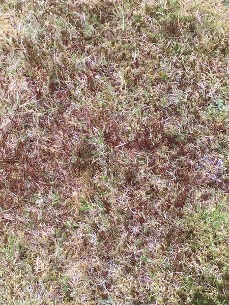 What's growing in our lawn, and how can we get rid of it?
