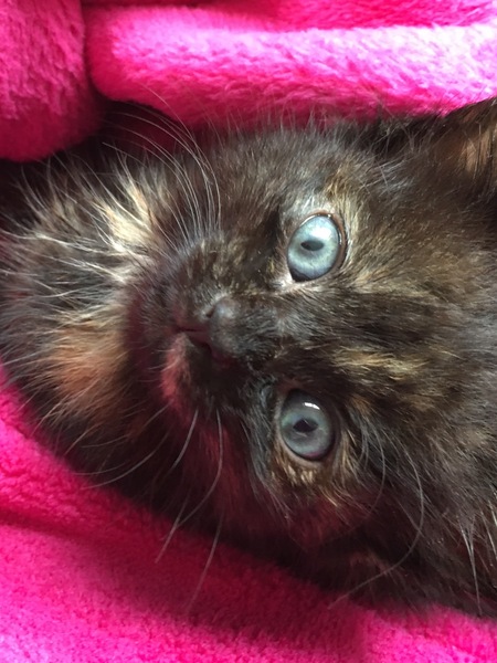 Cat colours and parentage