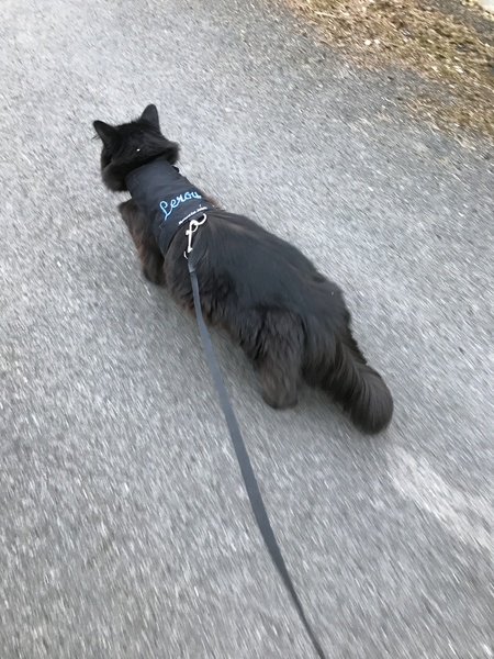 What's your DCat up to today? Pt 2