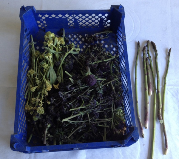 Allotment/Veg Patch -Thread  8 - Its spring - time to get busy!
