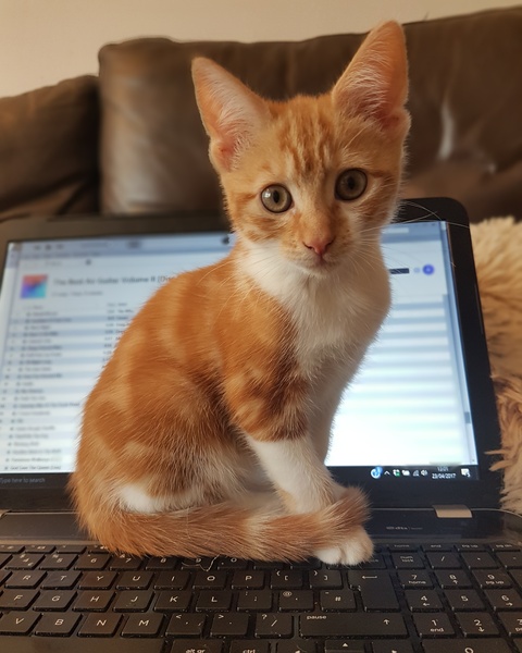 What's your DCat up to today? Pt 2