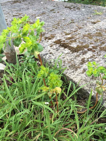 To ask what these plants are?