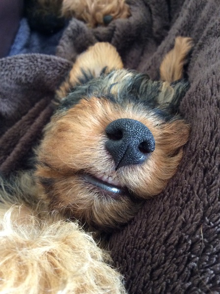 Does anyone fancy a 'puppy survival' thread?