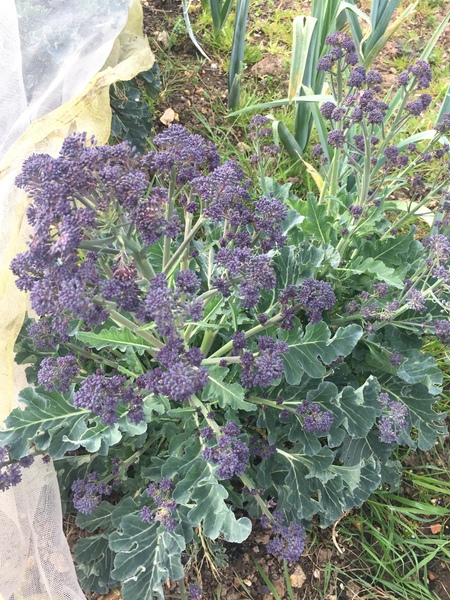 Allotment/Veg Patch -Thread  8 - Its spring - time to get busy!