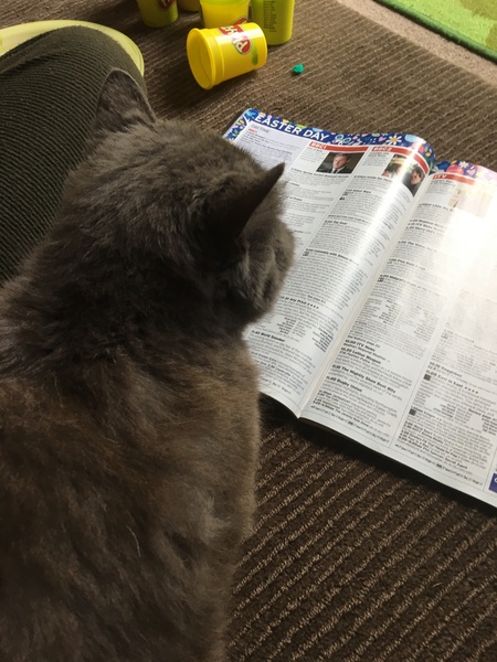 What's your dcat doing today?