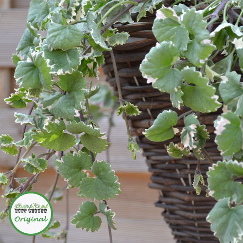 What can I put in balcony pots that is hard to reach?