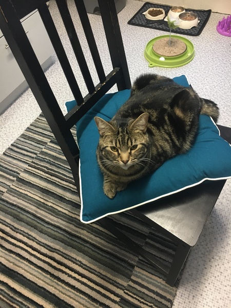 What's your dcat doing today?
