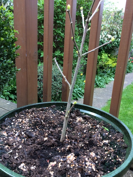Allotment/Veg Patch -Thread  8 - Its spring - time to get busy!