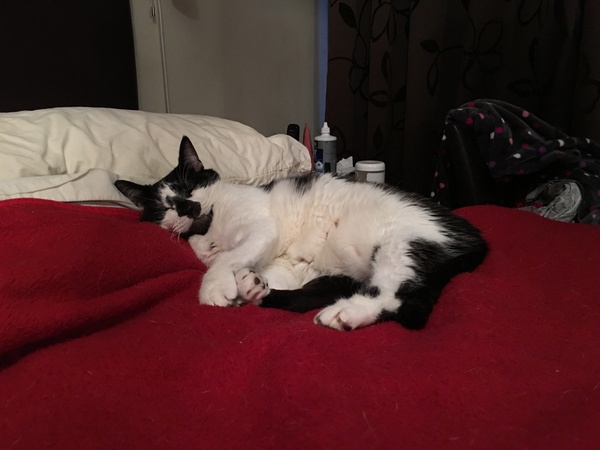 Why I never make the bed