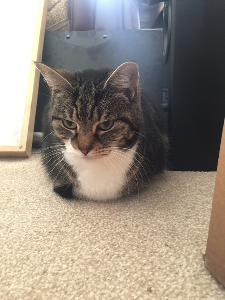 What's your dcat doing today?