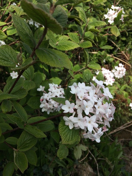 Can anyone identify these different plants?