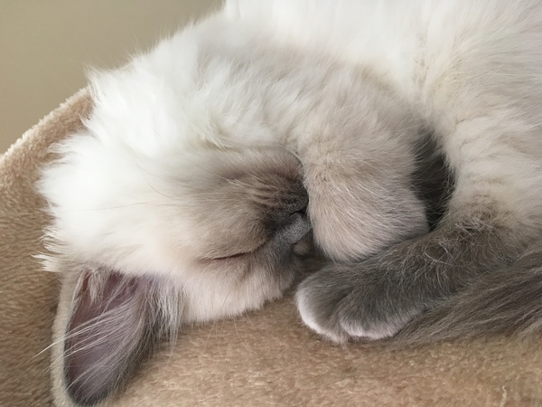 Devastated over the loss of my boy