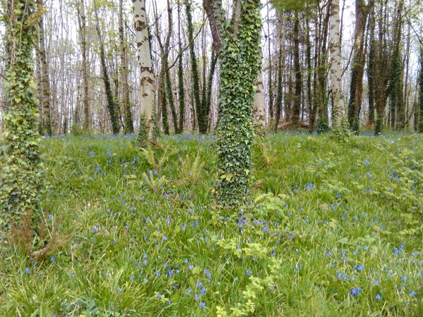 Dh has died - the MN Aunties are helping me keep on