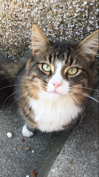 Cat colours and parentage