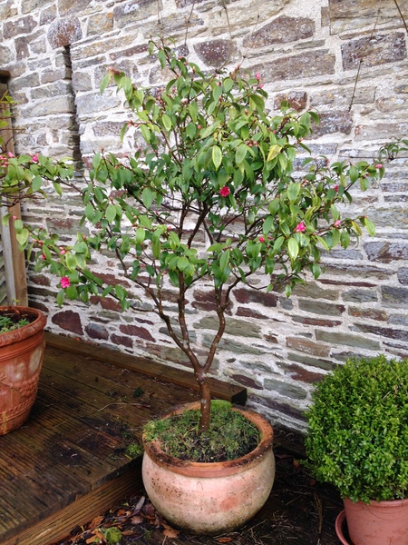Two tone rose tree?