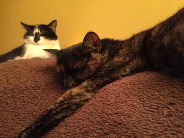Cat colours and parentage