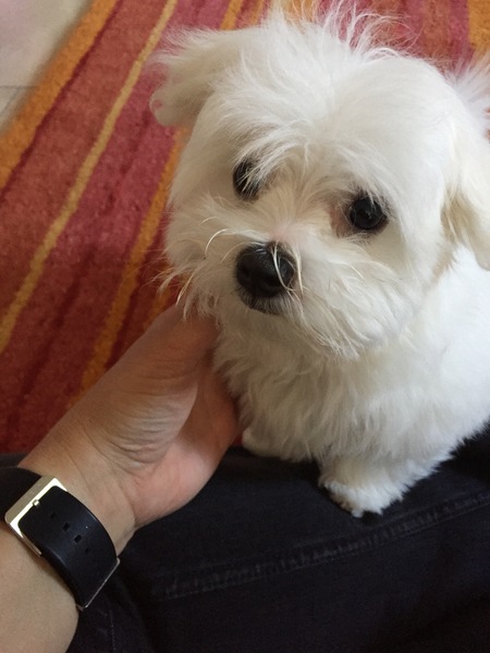 Does anyone fancy a 'puppy survival' thread?