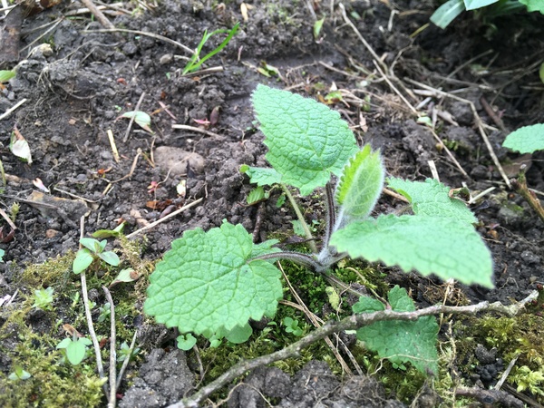 Is this a baby nettle?