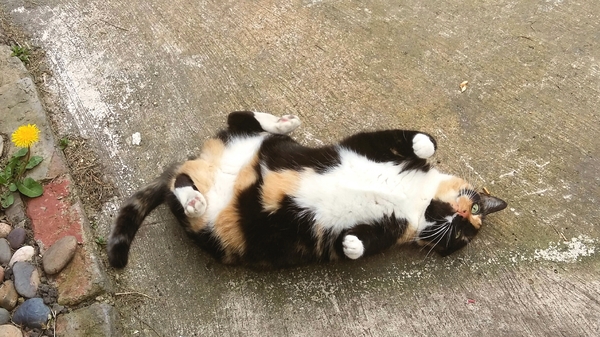 What's your dcat doing today?