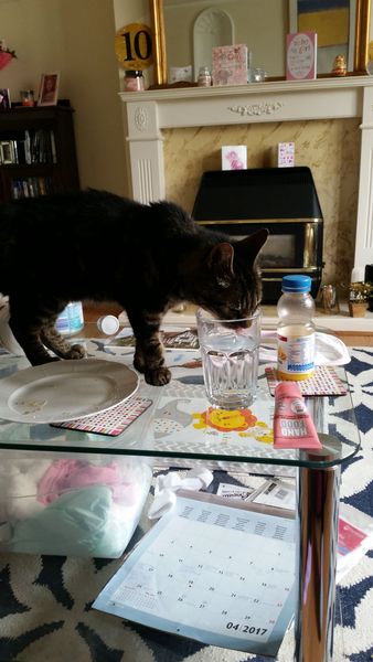 My cat hasn't come home