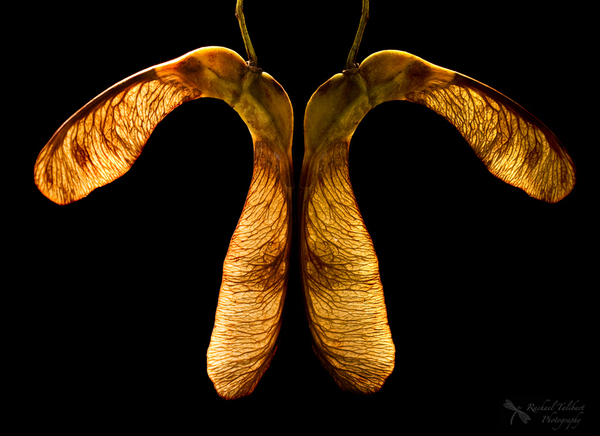 Does this look like a sycamore?