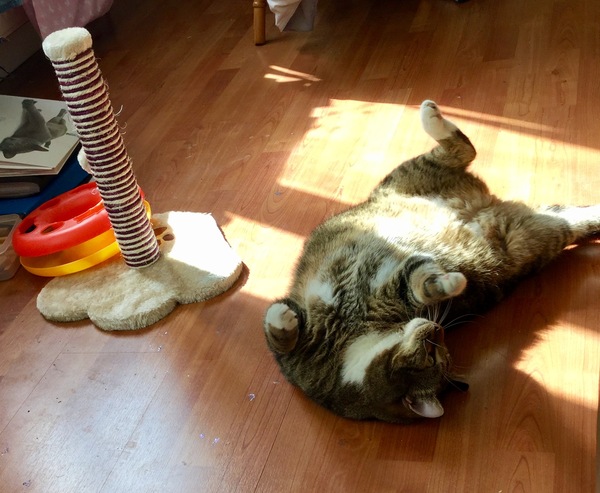 What's your dcat doing today?