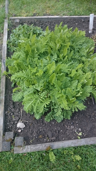 Can anyone identify this herb?