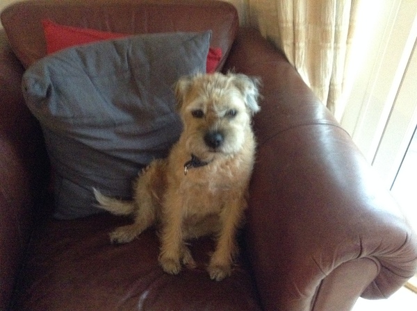 Show me your border terriers