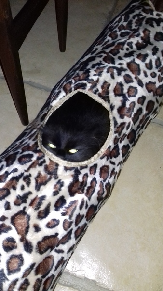What's your dcat doing today?
