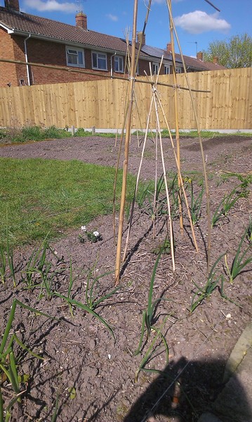 Allotment/Veg Patch -Thread  8 - Its spring - time to get busy!