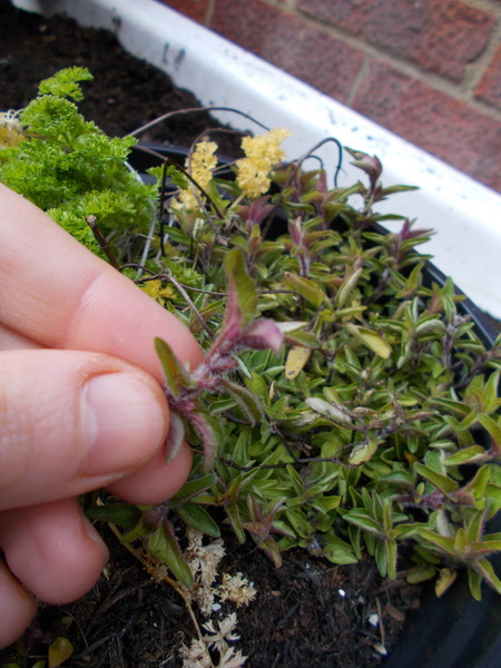 Anyone know what this herb is?
