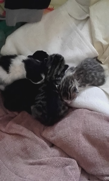 Lots of cat questions! Need some help please.