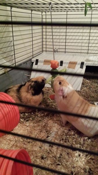 What does your guinea pigs home look like?