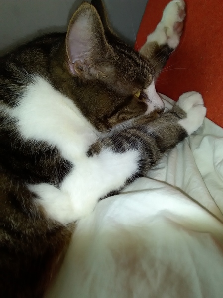 What's your dcat doing today?