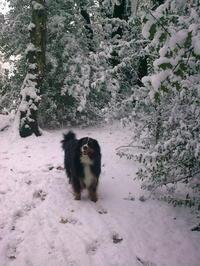To have four large dogs in the home with my family?