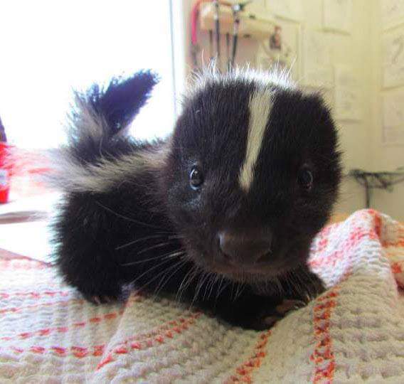 to wonder how something so cute can make that smell?!