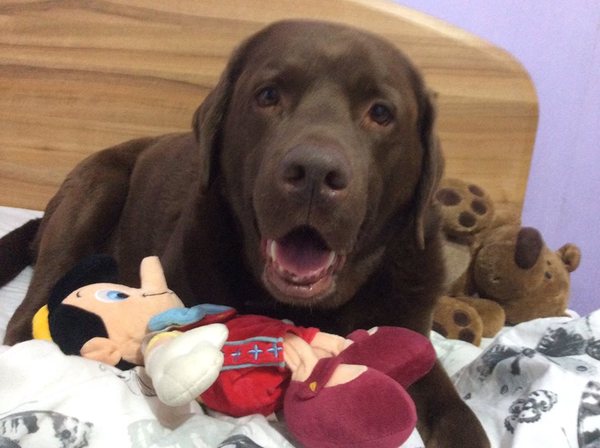 Tell Bought By Many Pet Insurance about your pets’ biggest mishaps - £300 voucher to be won NOW CLOSED