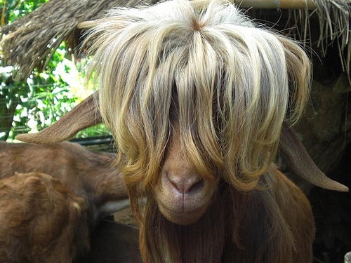 AIBU to want my goat?