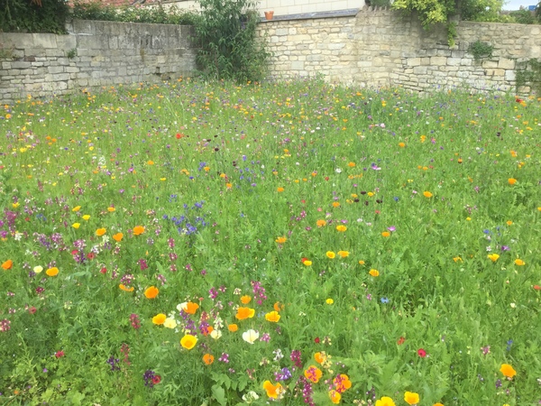 Has anyone planted a wildflower meadow?