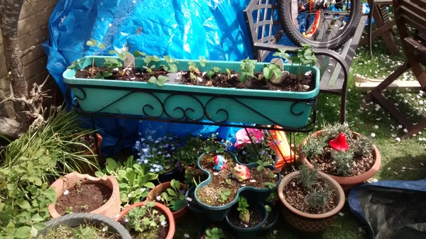 Allotment/Veg Patch -Thread  8 - Its spring - time to get busy!