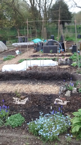Allotment/Veg Patch -Thread  8 - Its spring - time to get busy!
