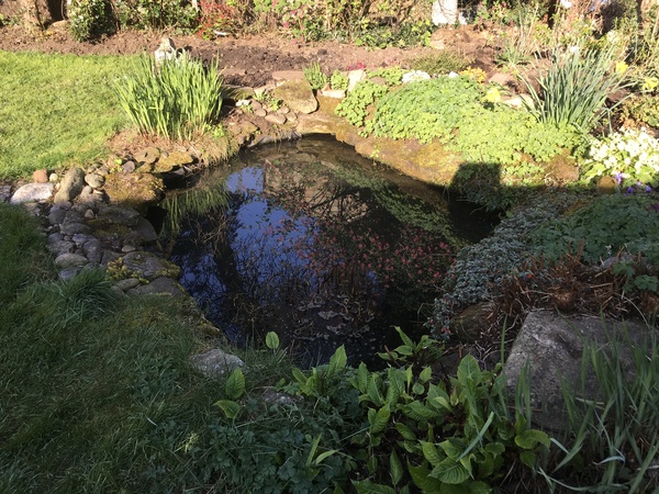 Wildlife pond LIVE!