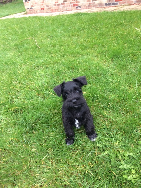 Does anyone fancy a 'puppy survival' thread?