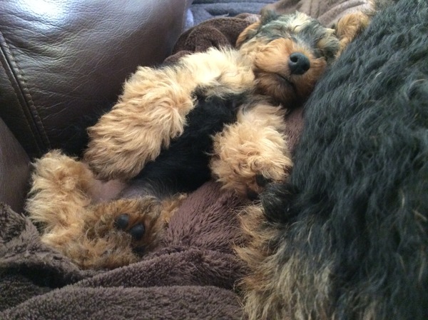 Does anyone fancy a 'puppy survival' thread?